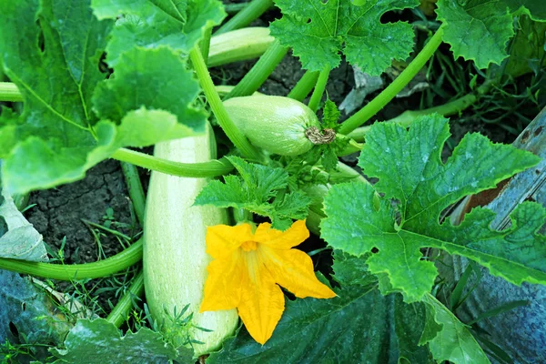 Le zucche crescono in giardino — Foto Stock