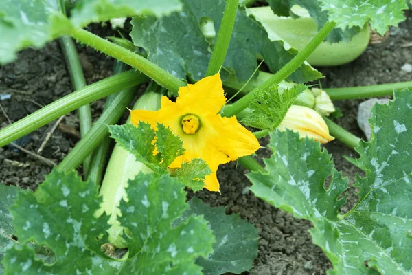 Squash växer i trädgården — Stockfoto