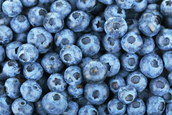 Blaubeeren aus nächster Nähe — Stockfoto