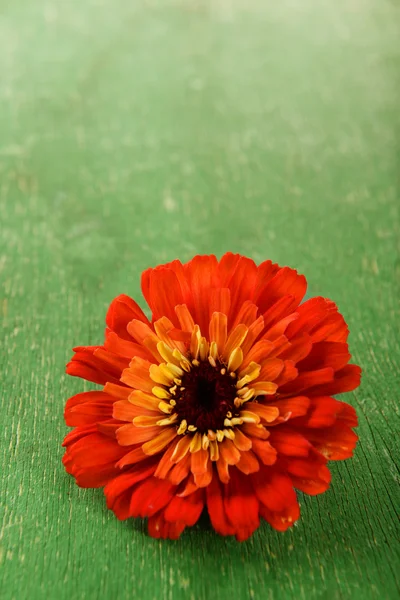 Ahşap arka plan üzerinde taze zinnia çiçeği — Stok fotoğraf