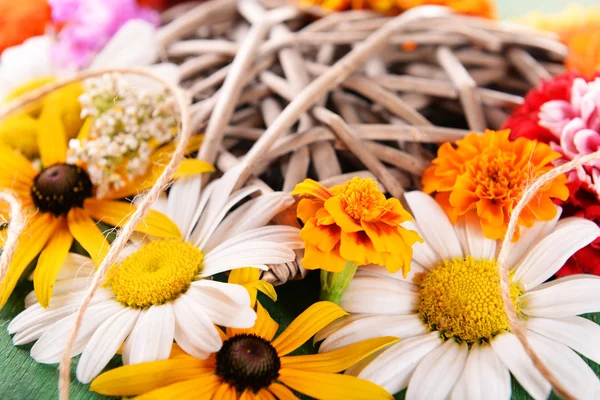 Frische bunte Blumen, Nahaufnahme — Stockfoto