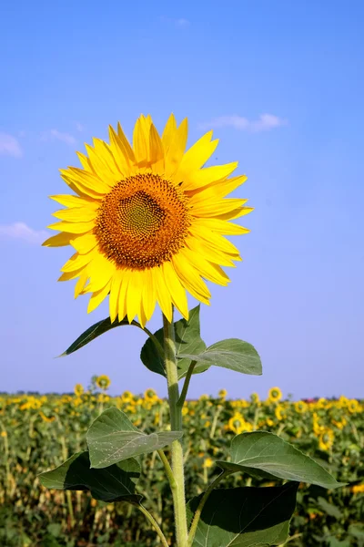 Mooie zonnebloem op blauwe lucht achtergrond — Stockfoto