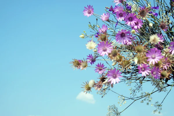 Hermoso ramo de flores silvestres brillantes sobre fondo azul — Foto de Stock