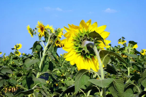 Hermosos girasoles creciendo en el campo — Foto de Stock