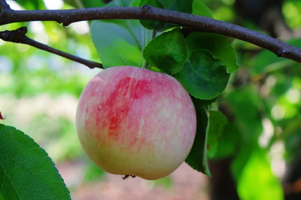 Tak van apple boom close-up — Stockfoto