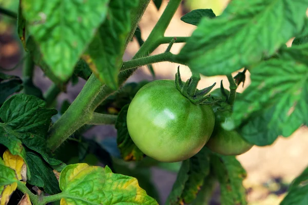 Tomatoes growing in garden — Stock Photo, Image