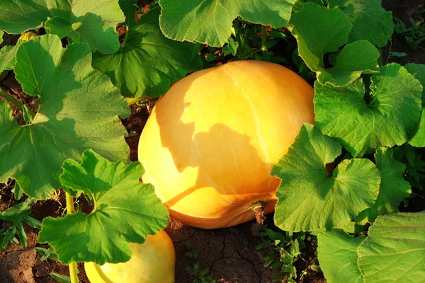 Pumpkin growing in garden — Stock Photo, Image