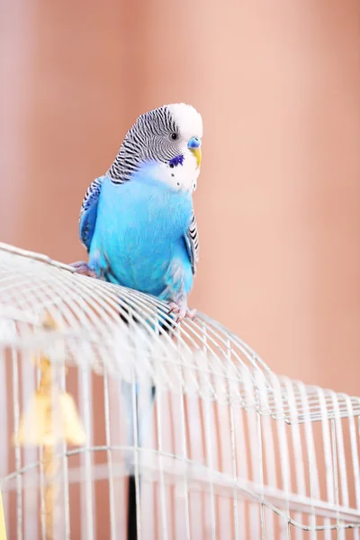 Budgerigar en casa sobre fondo brillante — Foto de Stock