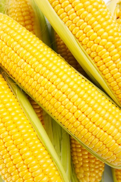 Heap of fresh corn close up — Stock Photo, Image