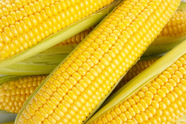 Högen av färsk majs på nära håll — Stockfoto
