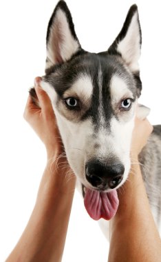 Köpek suratı beyaz izole tutan erkek el