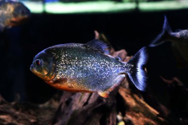 Sualtı dünyası - piranha bir akvaryum