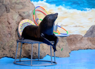 Şirin kürk mühür dolphinariumon sahnede 