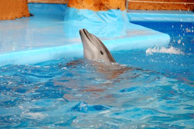 Dolphinarium sevimli yunus