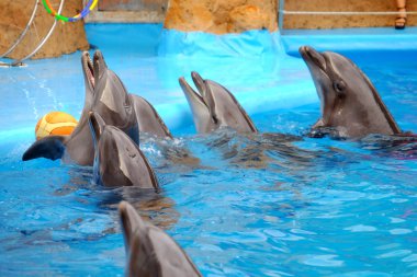 Dolphinarium sevimli yunuslar