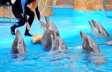 Cute dolphins and trainer in the dolphinarium clipart