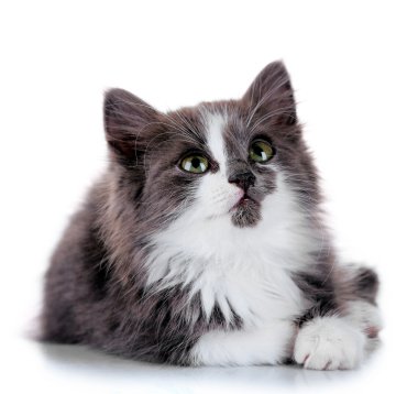 Gri kedi üzerinde beyaz izole