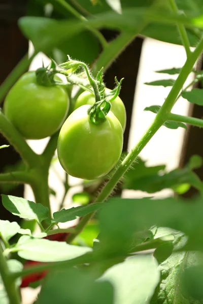 Green tomatoes in garden — Stock Photo, Image