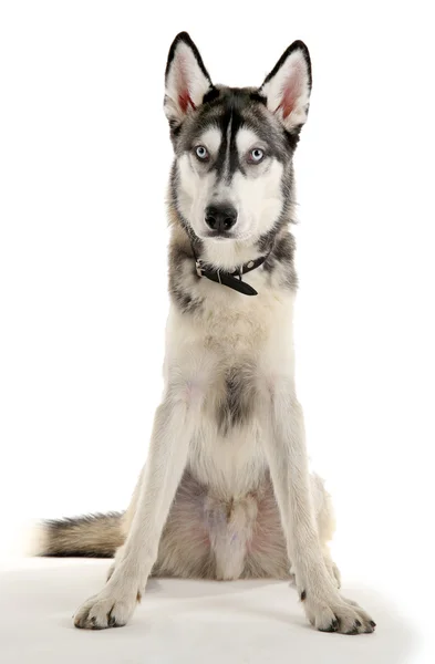 Schöner Huskies Hund — Stockfoto