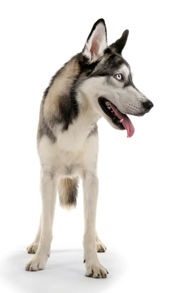 Красиві huskies собака — стокове фото