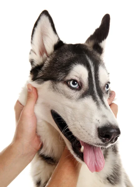 Male hands holding dog face isolated on white — Stock Photo, Image