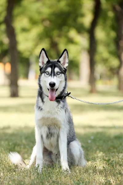 Güzel dış yapraklar köpek — Stok fotoğraf