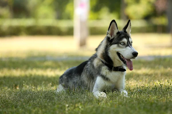 Krásný Husky pes — Stock fotografie