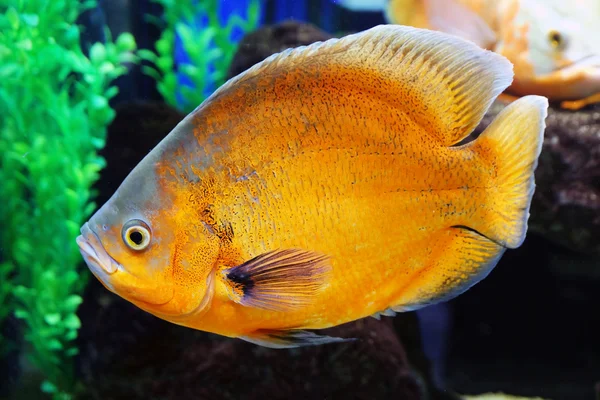 El mundo submarino - los peces exóticos en el acuario —  Fotos de Stock