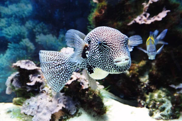 Undervattensvärlden - exotiska fiskar i ett akvarium — Stockfoto