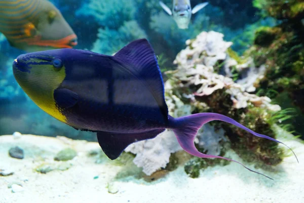 Подводный мир - экзотические рыбы в аквариуме — стоковое фото