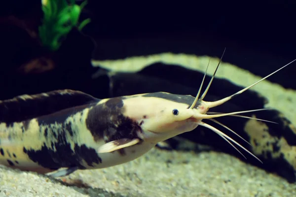 Mundo subaquático - peixe exótico em um aquário — Fotografia de Stock