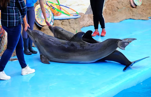 Lindos delfines y entrenador en los delfinarios —  Fotos de Stock