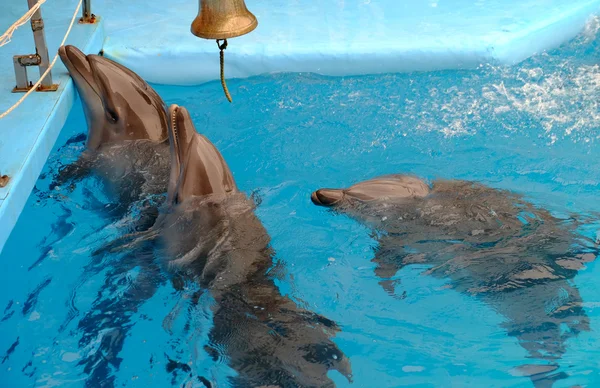 Schattig dolfijnen in het Dolfinarium — Stockfoto