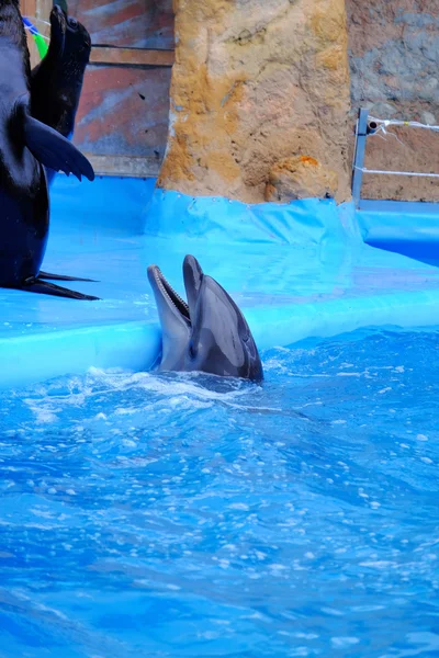 Schattig dolfijn in het Dolfinarium — Stockfoto