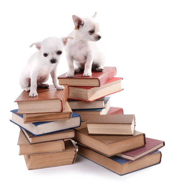 Entzückende Chihuahua-Hunde auf Bücherhaufen isoliert auf weiß — Stockfoto