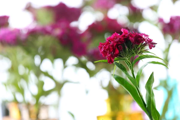 Nahaufnahme von schönen lila Blumen — Stockfoto
