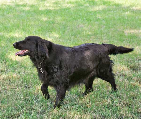 Παιχνιδιάρικο μεγάλο μαύρο σκυλί πέρα από το πράσινο γρασίδι υπόβαθρο — Φωτογραφία Αρχείου