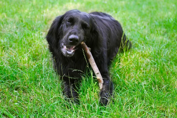 Μεγάλο μαύρο σκυλί που παίζει με ξύλινο ραβδί πέρα από το πράσινο γρασίδι υπόβαθρο — Φωτογραφία Αρχείου