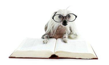 Tüysüz Çin köpeği gözlük ve üzerinde beyaz izole kitap ile tepeli