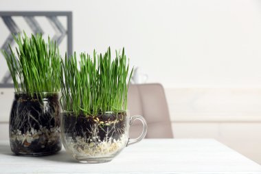 Şeffaf tencere taze yeşil çimenlerin üzerinde tablo ile