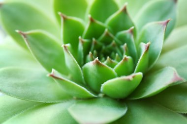 Güzel etli bitki yakın çekim