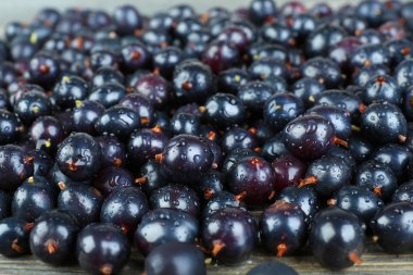 Vahşi Siyah frenk üzümü yığını kapat
