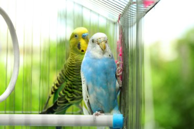 Colorful budgies in cage clipart