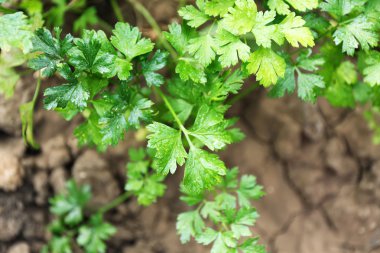 Bahçede büyüyen maydanoz