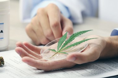Yeşil esrar yaprak tutan doktor el yakın çekim