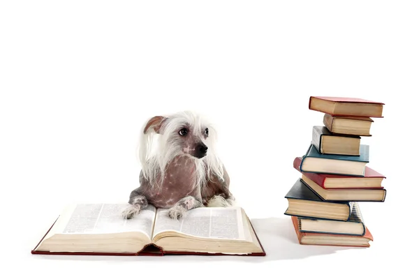 Haarloser chinesischer Haubenhund mit Bücherhaufen isoliert auf weißem Grund — Stockfoto