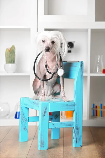Perro de cresta chino sin pelo con estetoscopio en silla en laboratorio —  Fotos de Stock