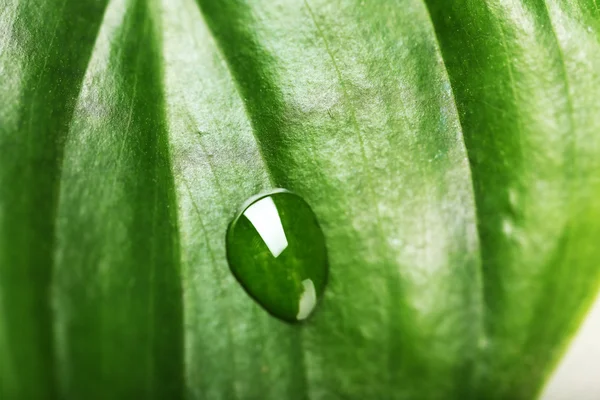 Feuille verte avec gouttelette, gros plan — Photo