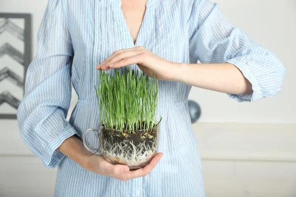 Женщина держит прозрачный горшок со свежей зеленой травой — стоковое фото