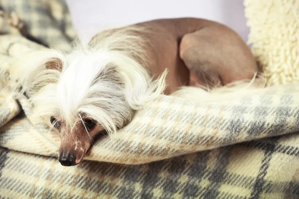 Chinese Crested dog resting on sofa, indoors — Stock Photo, Image